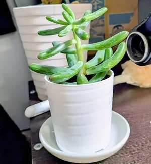 ダイソーの多肉植物「ハツコイ」